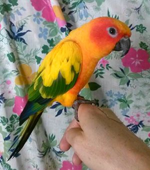 Pet Buddy - Adwords Guide 3