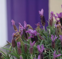 The Purple Door on Seaview - Adwords Guide
