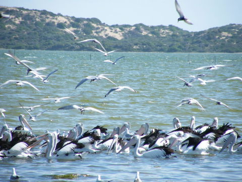 Coorong Waterfront Retreat - Adwords Guide 25