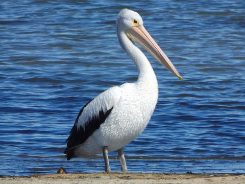 Coorong Waterfront Retreat - Adwords Guide 29