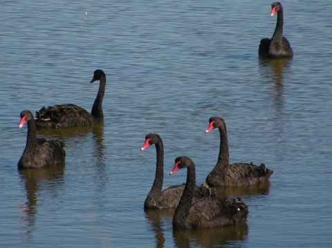 Coorong Waterfront Retreat - Adwords Guide 26