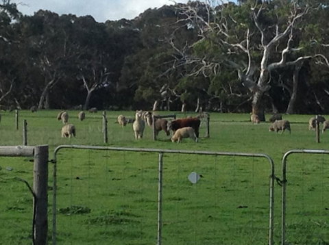 Breakaway Farmstay - Adwords Guide 6