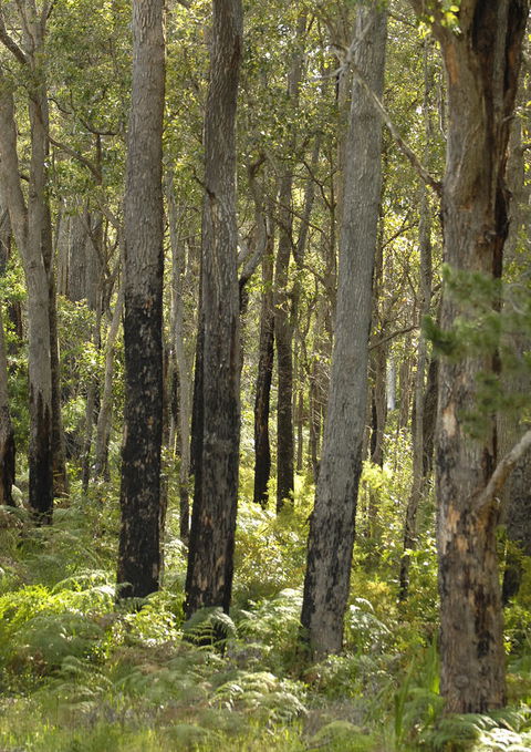 Margarets Forest - Adwords Guide 36