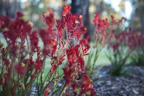 Amaroo Retreat & Spa - Adwords Guide 16