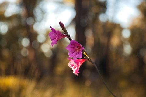 Amaroo Retreat & Spa - Adwords Guide 14