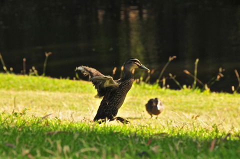 Waterfall Cottages - Adwords Guide 22