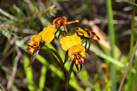 Bindoon's Windmill Farm - Adwords Guide 4