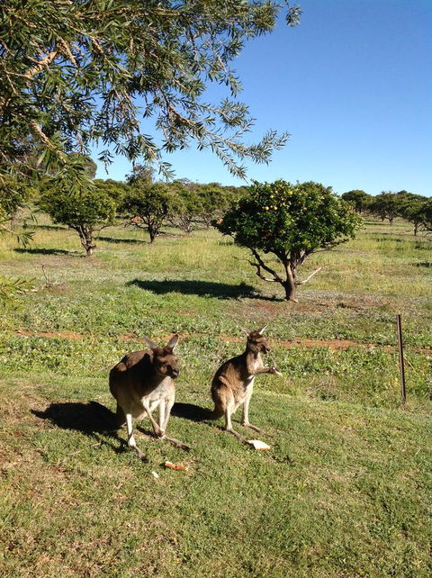 Bindoon's Windmill Farm - Adwords Guide 2