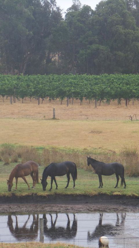 Windfall Estate Vineyard Cottage - Adwords Guide 26