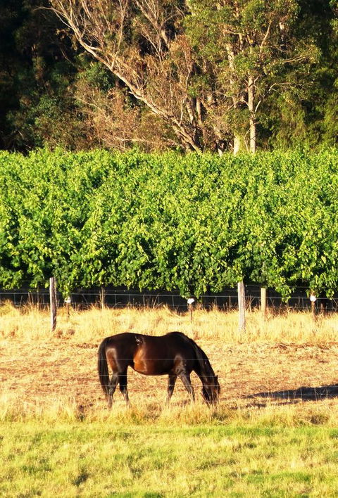 Windfall Estate Vineyard Cottage - Adwords Guide 18