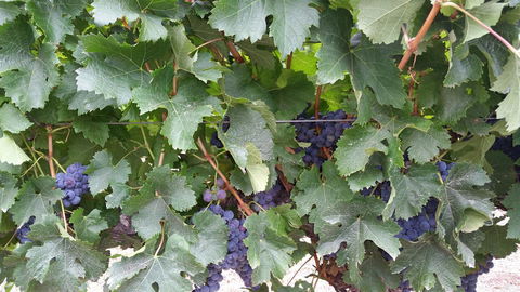 Windfall Estate Vineyard Cottage - Adwords Guide 29