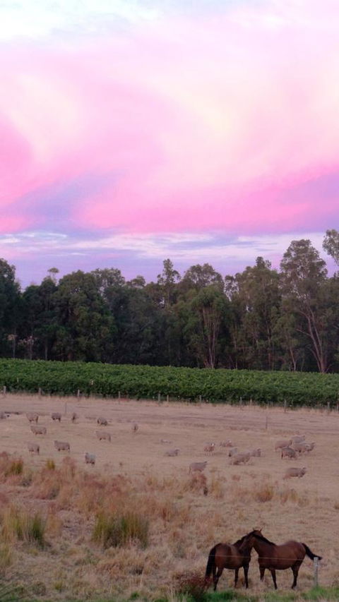 Windfall Estate Vineyard Cottage - Adwords Guide 25