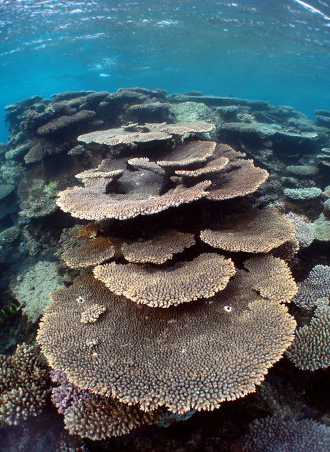 Ningaloo Coral Bay â€“ Bayview - Adwords Guide 6