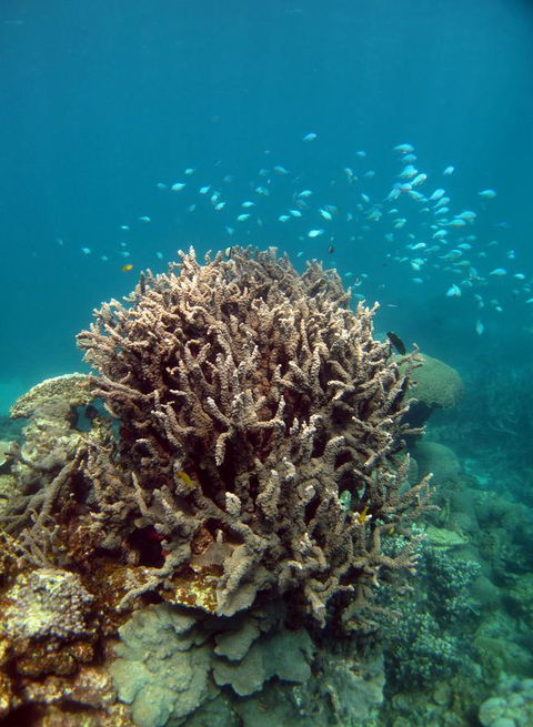 Ningaloo Coral Bay â€“ Bayview - Adwords Guide 7