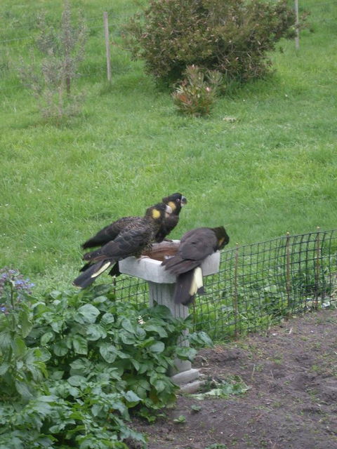 Pipe Clay Cottage - Adwords Guide 33