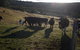 Hamlet Downs Country Accommodation - thumb 24