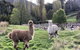 Hamlet Downs Country Accommodation - thumb 6