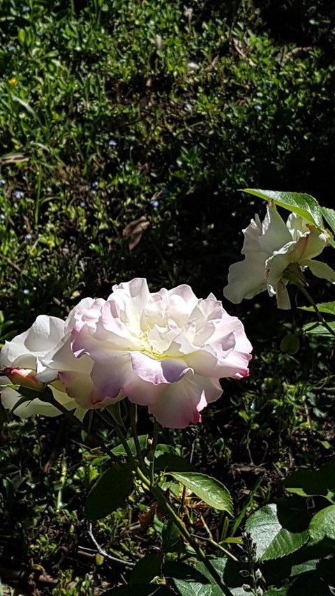 Wavestation - Adwords Guide 7