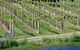 De'Vine Escape - thumb 13