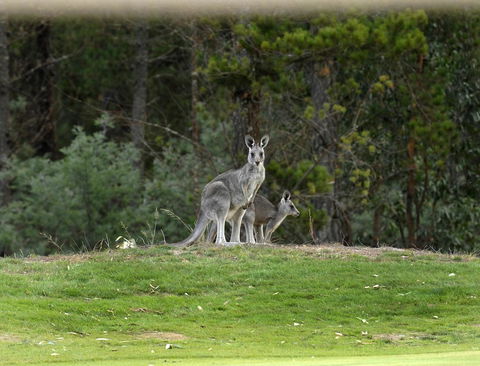 RACV Goldfields Resort - Adwords Guide 20