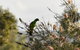 Ironbark House - thumb 29