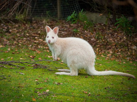 Parnella Adventure Bay, Bruny Island - Adwords Guide 20