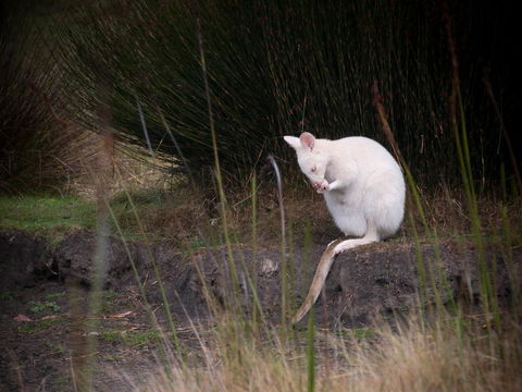 Parnella Adventure Bay, Bruny Island - Adwords Guide 18