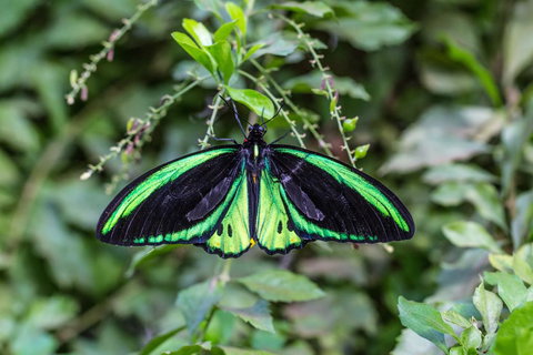 Batchelor Butterfly Farm - Adwords Guide 2