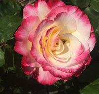 Birchwood Cottage - Adwords Guide