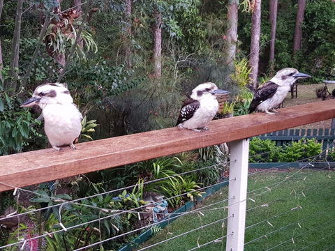 Buderim Forest Hideaway - Adwords Guide 1