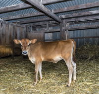 Dairyman's Cottage - Adwords Guide