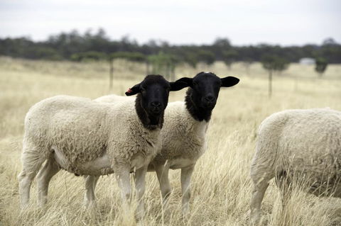 Gilgraves Vineyard Farmstay - Adwords Guide 3