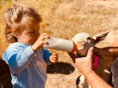 Glenview Alpaca Farm - Adwords Guide 1
