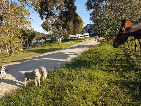 Happy Pig Farm - Adwords Guide 1