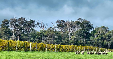 Harmony Forest Cottages & Lake Side Lodge - Adwords Guide 1