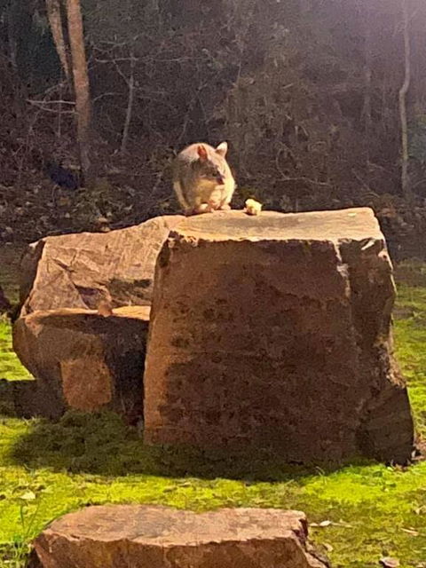 Harmony Forest Cottages & Lake Side Lodge - Adwords Guide 3