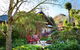 Hills End Camellia - thumb 0