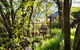 Hills End Camellia - thumb 3