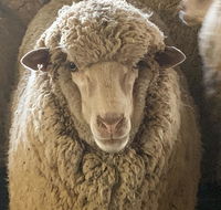 Mascot Cottage - Pet Friendly and Complimentary Breakfast Hamper - Adwords Guide