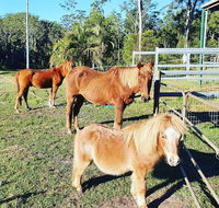 Paskins Farm - Adwords Guide