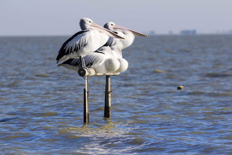 Pelican Perch Retreat - Adwords Guide 0