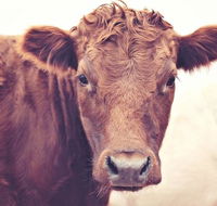 Redwing Farm Stay - Adwords Guide