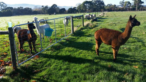 Tamar Valley Farm Stay - Adwords Guide 2