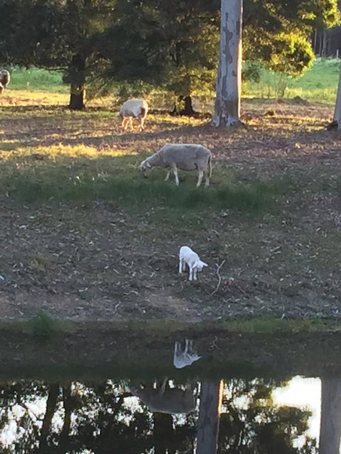 Tree Of Love Farm Stay - Adwords Guide 2