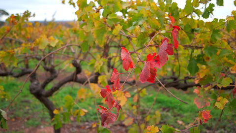 Triple Creek Guest House - Barossa Region - Adwords Guide 3