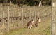 Valley Farm Vineyard Villas - thumb 2