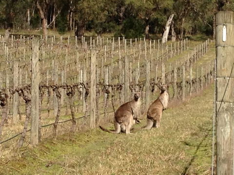 Valley Farm Vineyard Villas - Adwords Guide 2