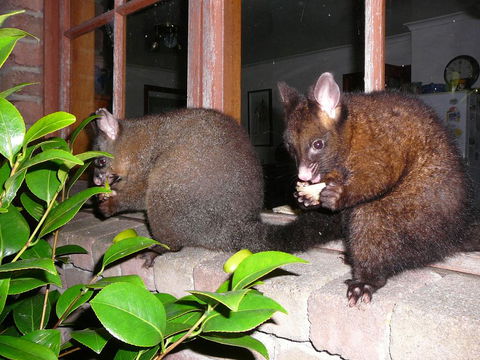 Wind Song Bed & Breakfast - Adwords Guide 2