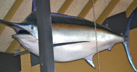 Crescent Head Tavern - Adwords Guide 2