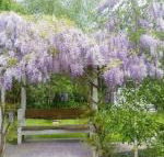 Amelina Cottages - Adwords Guide